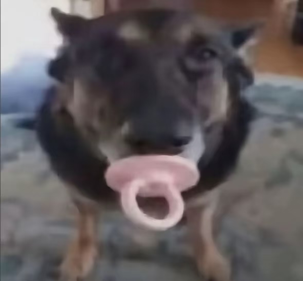 子非鱼之家